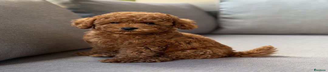 Maltipoo Puppy 1