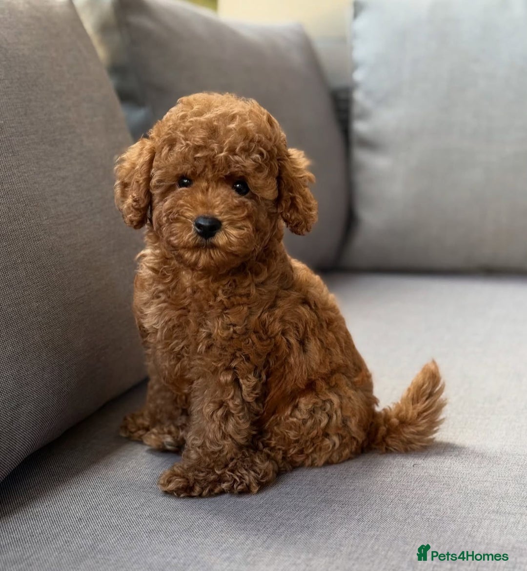 Maltipoo dogs for sale: Beautiful Maltipoo Toy Puppies - Image 7