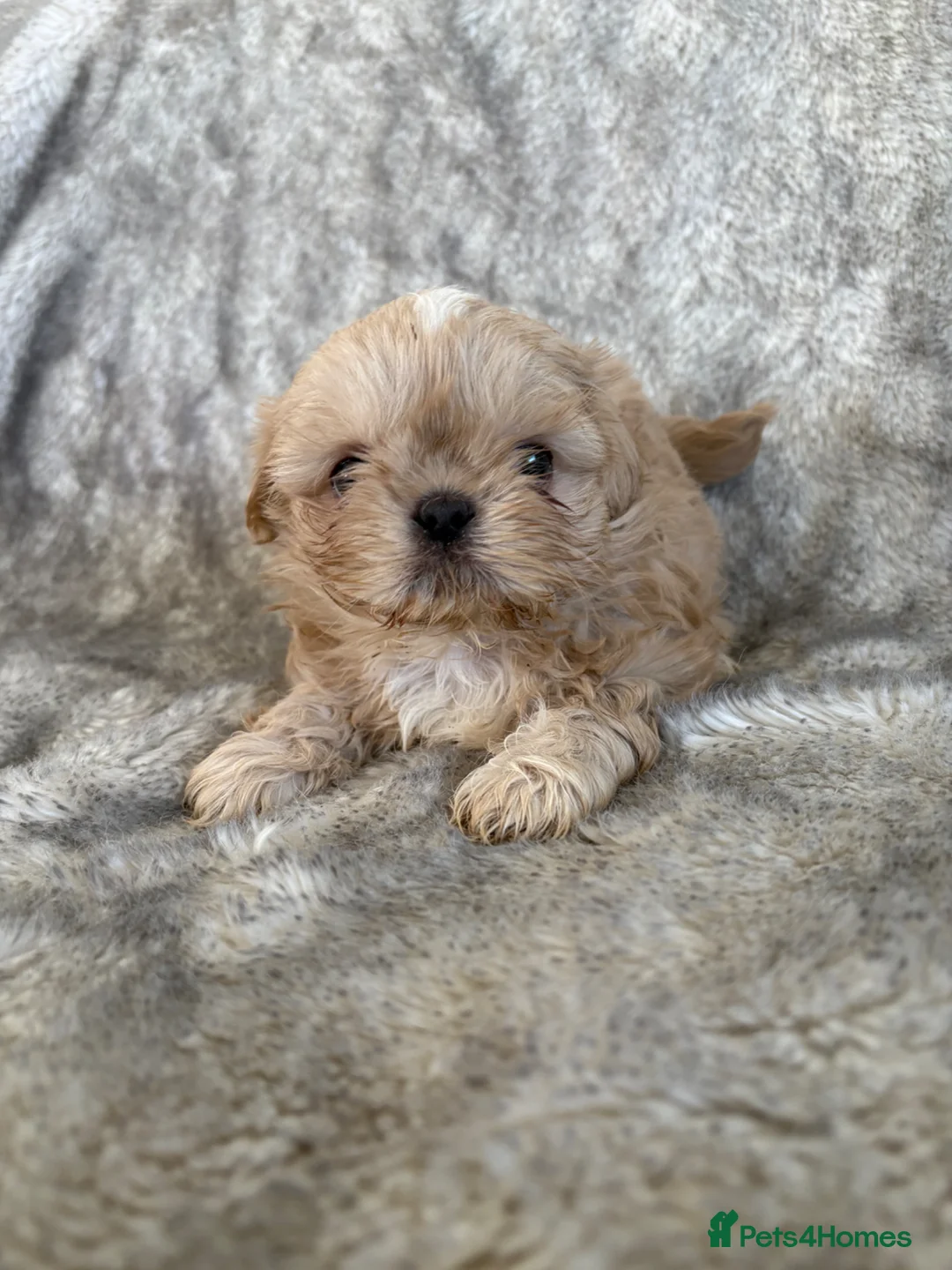 Shih Tzu dogs for sale: Imperial Shihtzu  - Advert 1