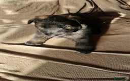 German Shepherd dogs for sale: Long-Haired Straight Back German Shepherd Puppies - Image 26
