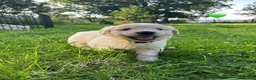 Golden Retriever dogs for sale: KC Registered Golden Retriever puppies in Pencader - Advert 30