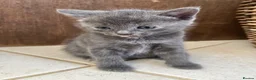 Ragdoll cats for sale: Beautiful grey ragdoll x friendly little girl - Advert 9