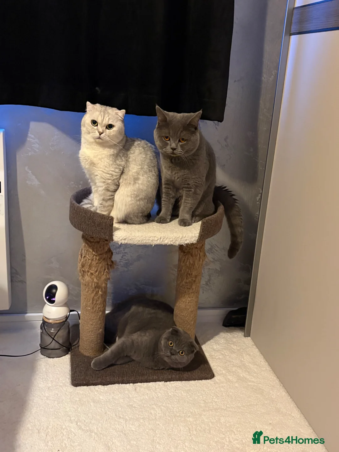 Scottish Fold cats for sale: Adorable 5 Scottish Fold Kittens - Advert 2