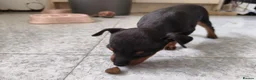 English Toy Terrier dogs for sale: Baby ett puppies for sale  - Advert 6
