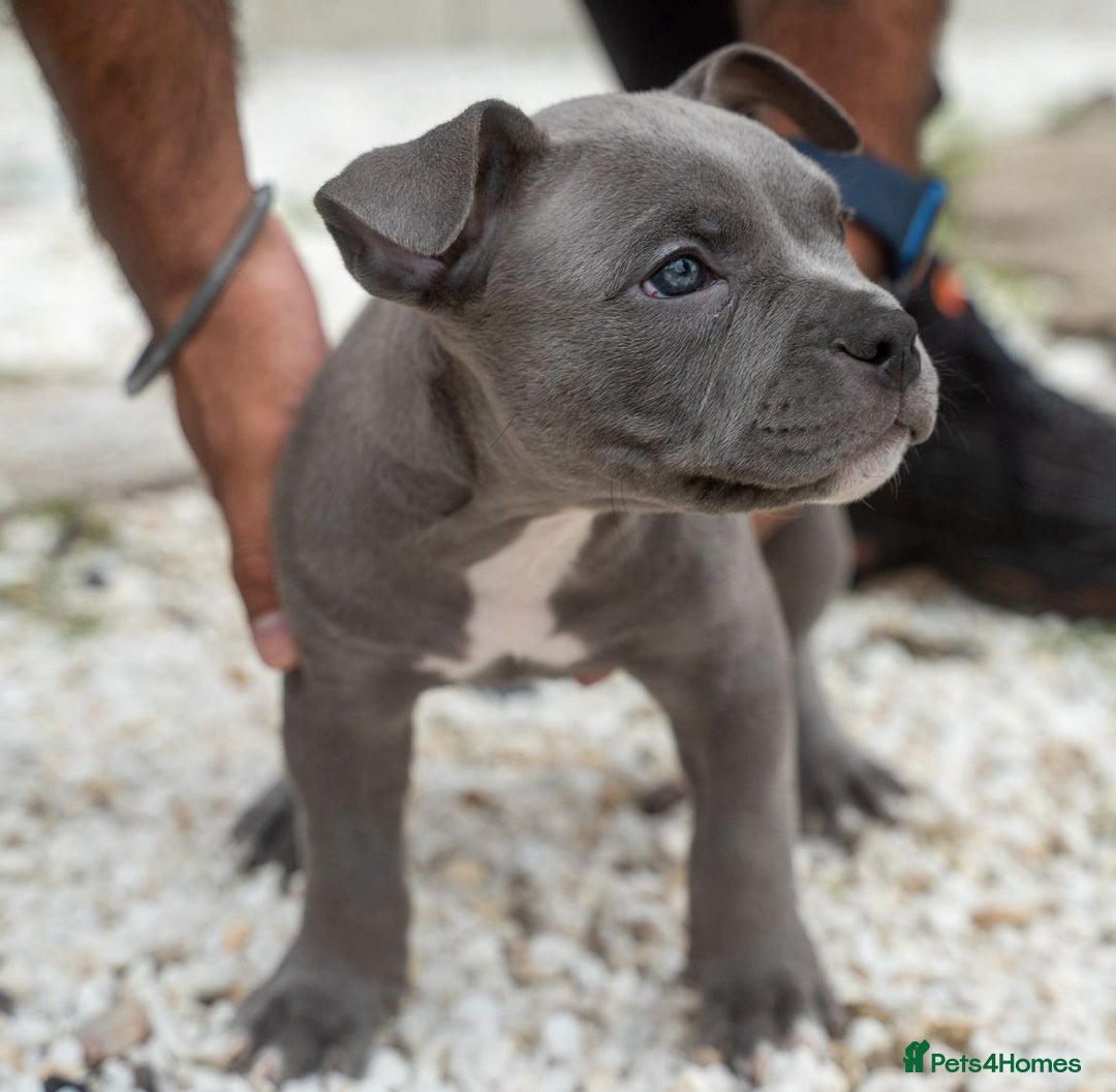 American Bully dogs for sale: ABKC Registered Pocket Bully Puppies in Wolverhampton - Image 8