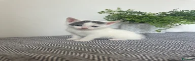 Mixed Breed Kitten 10