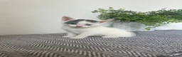 Mixed Breed cats for sale: 1 REMAINING | KITTEN 4 | MALE £50 - Advert 13