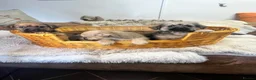 Jack Russell dogs for sale: Stunning gorgeous Types  - Advert 9