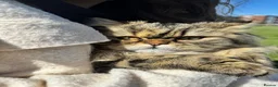 Persian cats for stud: Proven Persian Stud Cat  - Advert 3