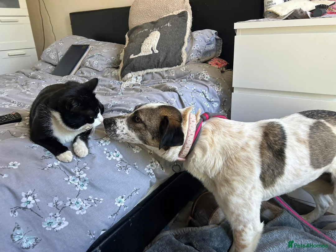 Mixed Breed dogs for adoption: Sherbet - Norwich Norfolk  in Norwich - Advert 16