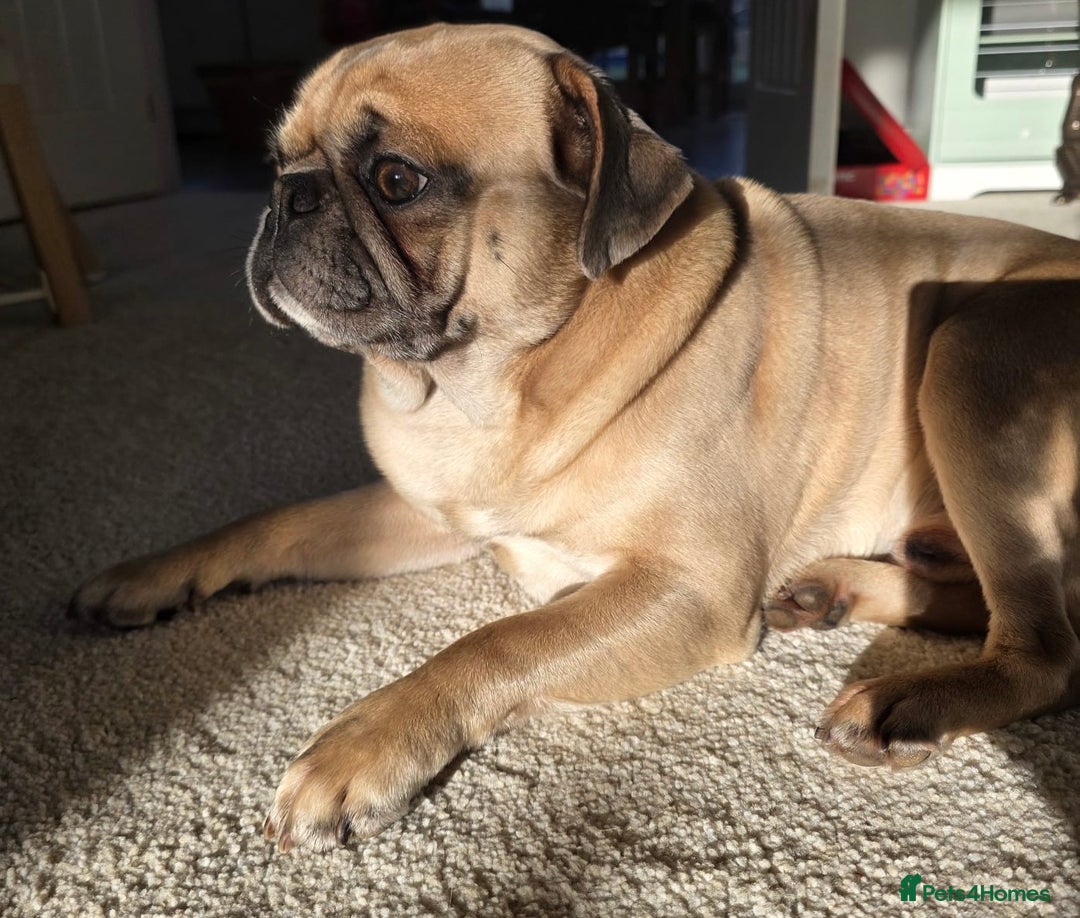 Pug dogs for stud: KC pug carrying choclate for stud - Advert 7