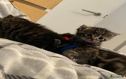 Mixed Breed cats for sale: 2 girl long haired tabby kittens  - Image 8