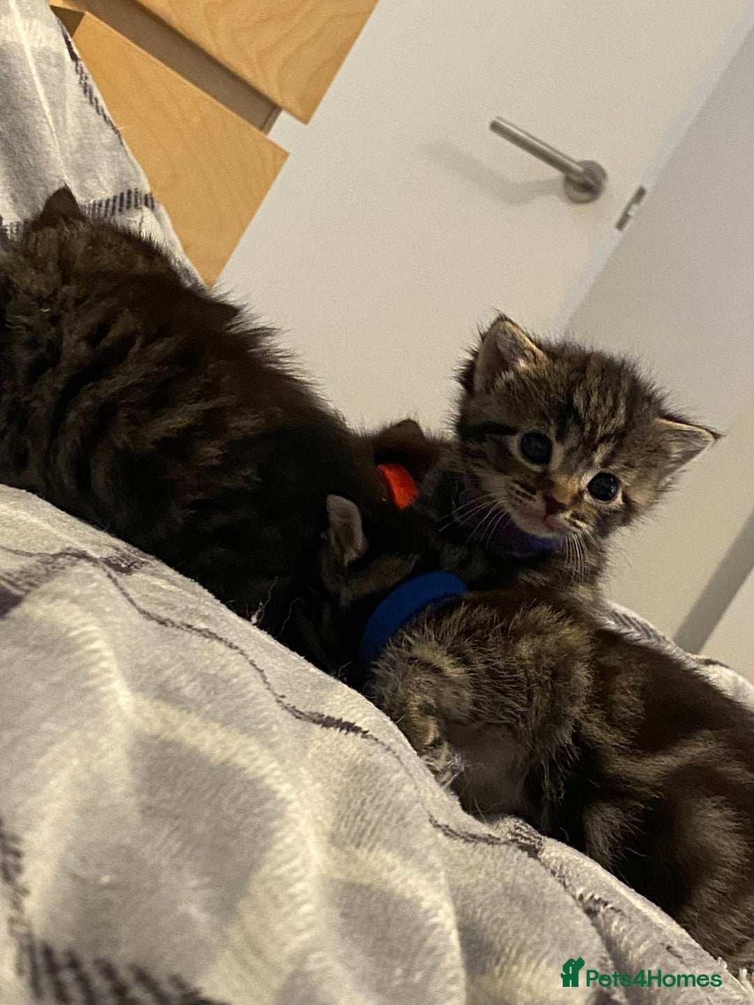 Mixed Breed cats for sale: 2 girl long haired tabby kittens  - Image 8