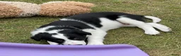 Border Collie dogs for sale: Absolutely Gorgeous Black&White Border Collie Pups - Advert 18