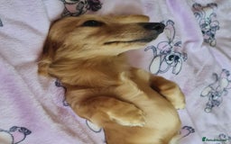 Miniature Dachshund dogs for stud: Beautiful KC Mini Long.H Full Eng. Cream Stud 🤍🐾 - Image 26