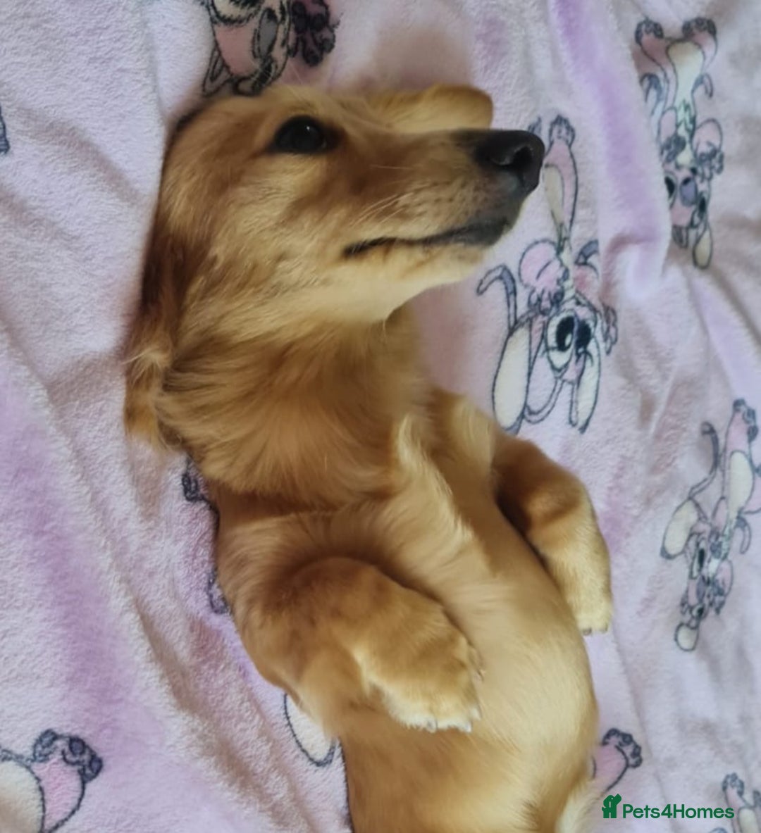 Miniature Dachshund dogs for stud: Beautiful KC Mini Long.H Full Eng. Cream Stud 🤍🐾 - Image 26