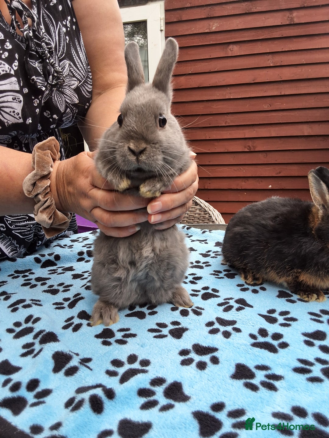 Netherland Dwarf rabbits for sale: 2 male bucks ready for forever homes - Image 9