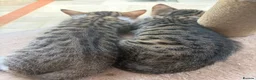 Mixed Breed cats for sale: Mixed breed with bengal in Eastleigh - Advert 6