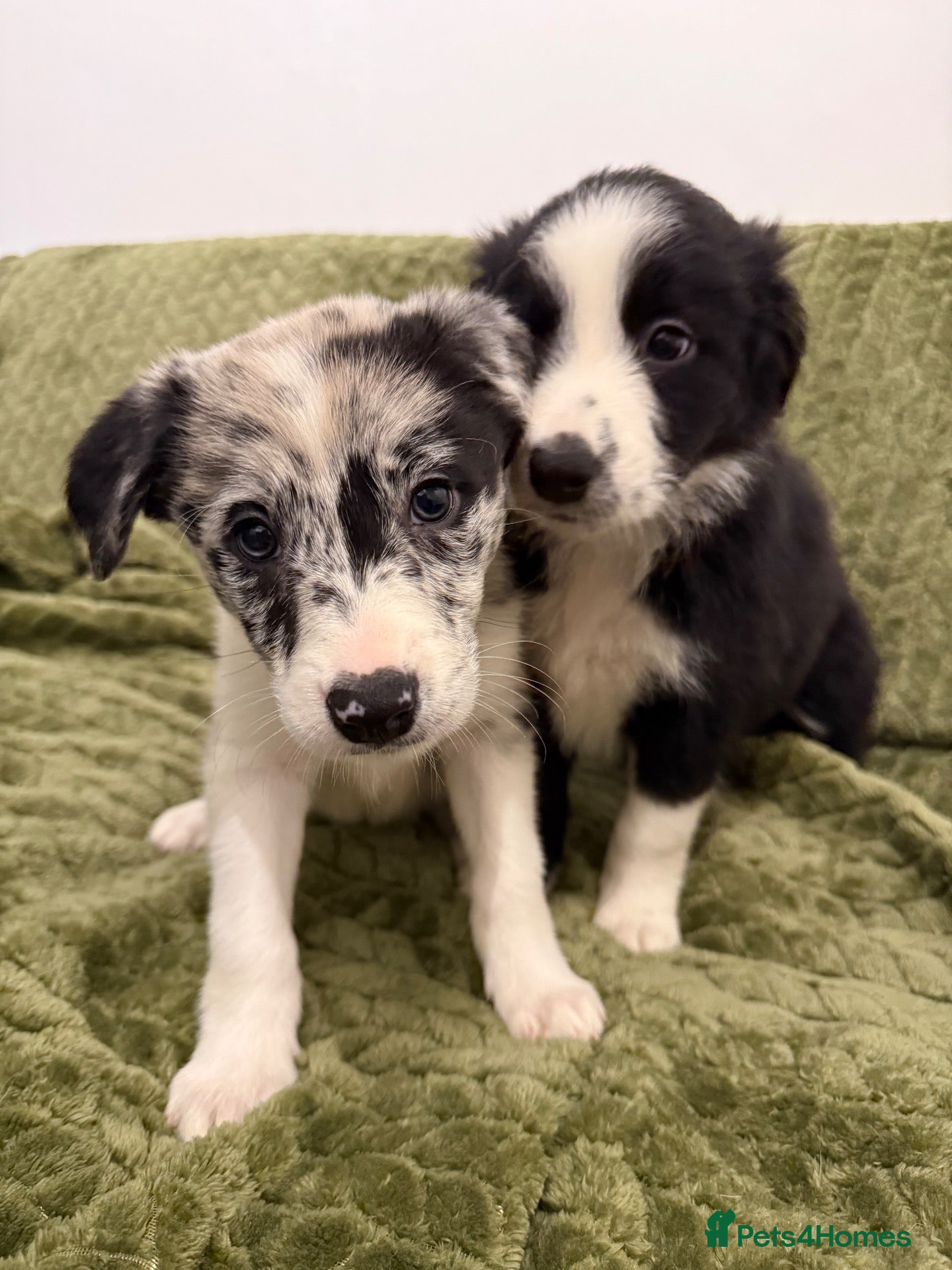 Border Collie dogs for sale: Health Tested parents, KC Reg, BAER tested pups - Advert 1