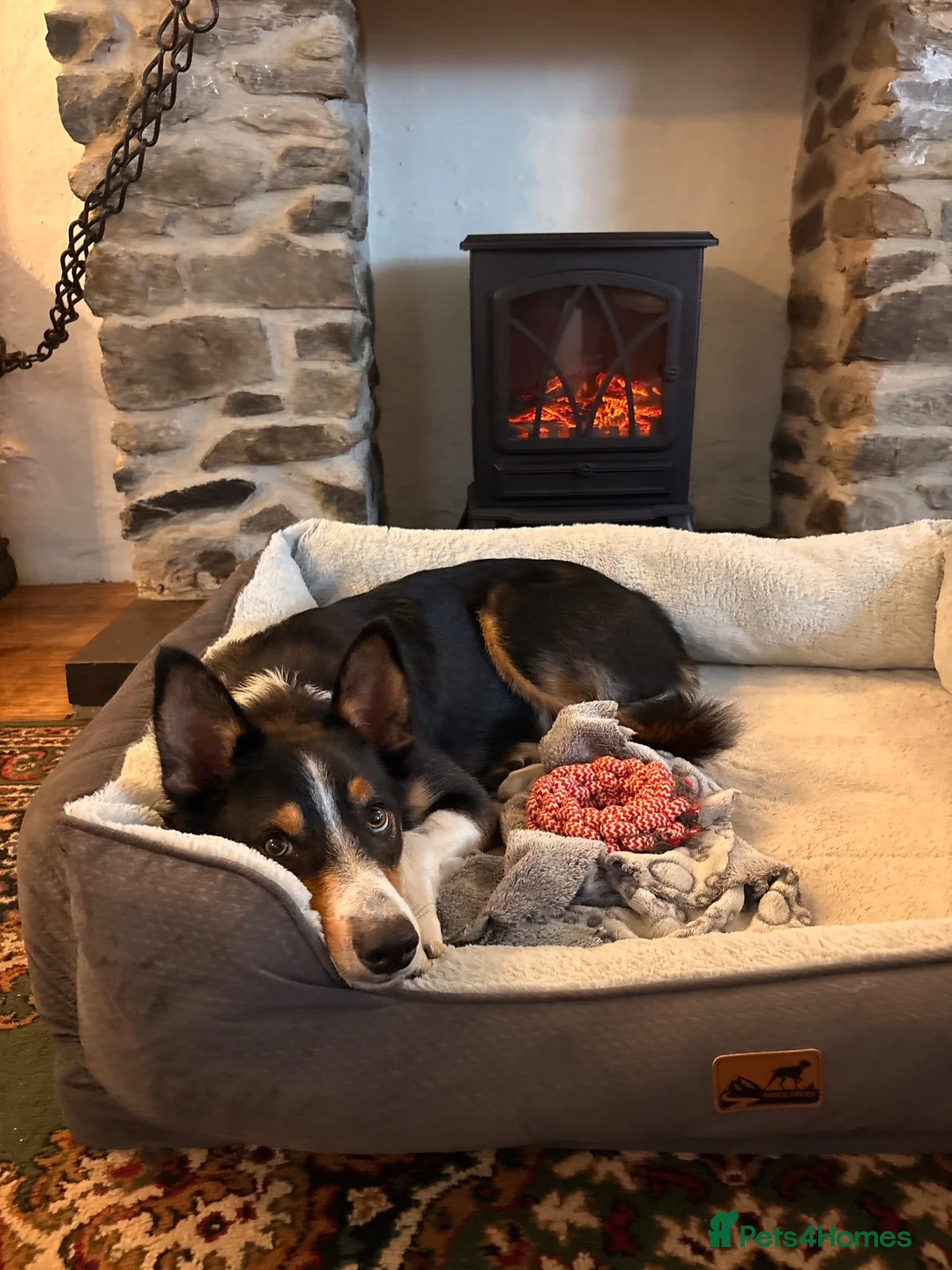 Border Collie dogs for sale: Rehome our border collie - Advert 2