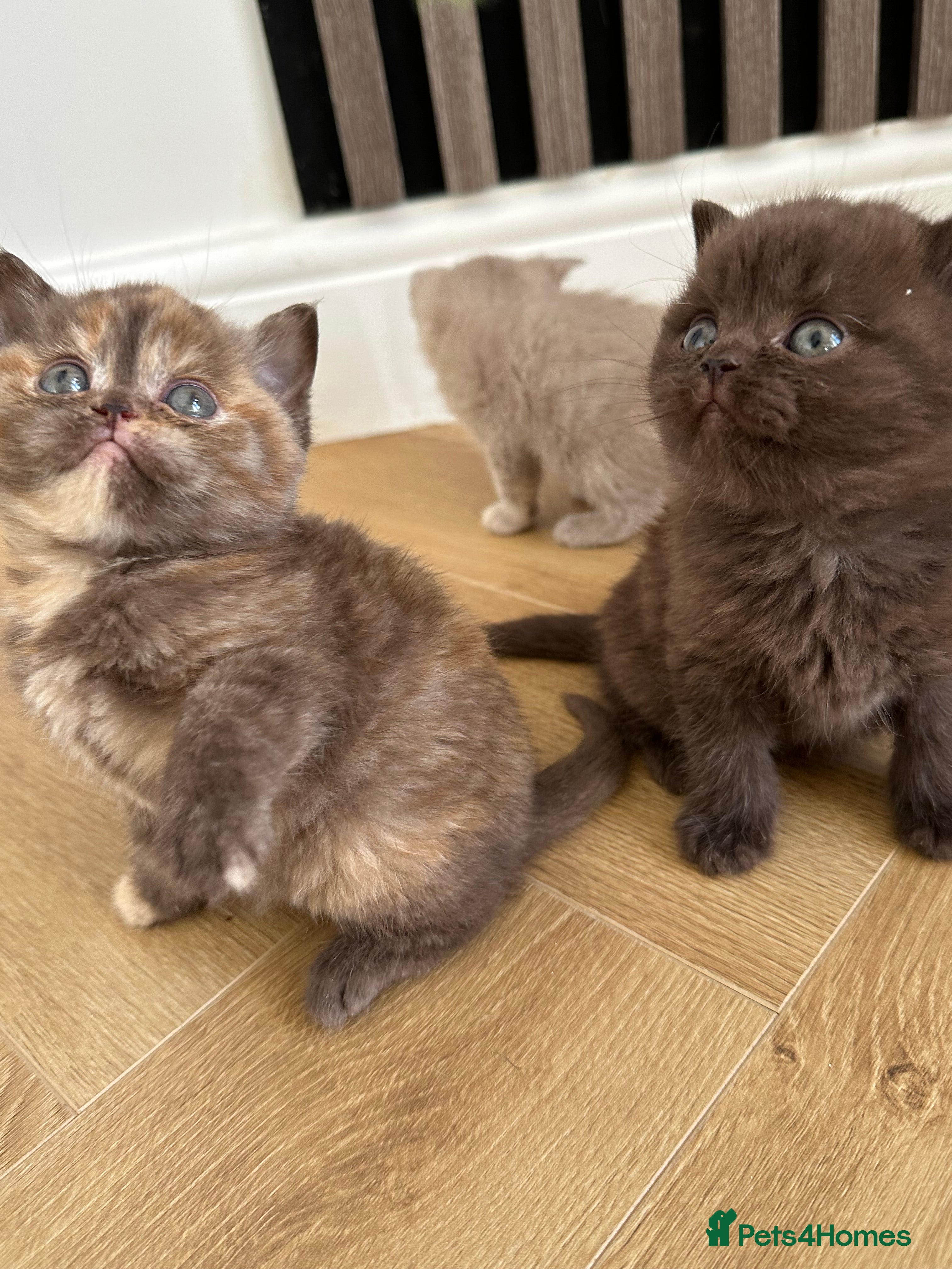 British Shorthair cats 😻Beautiful Chocolate Tortie BSH Kittens😻🎀 - Advert 6