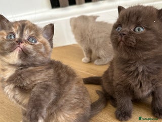 British Shorthair cats 😻Beautiful Chocolate Tortie BSH Kittens😻🎀 - Advert 13