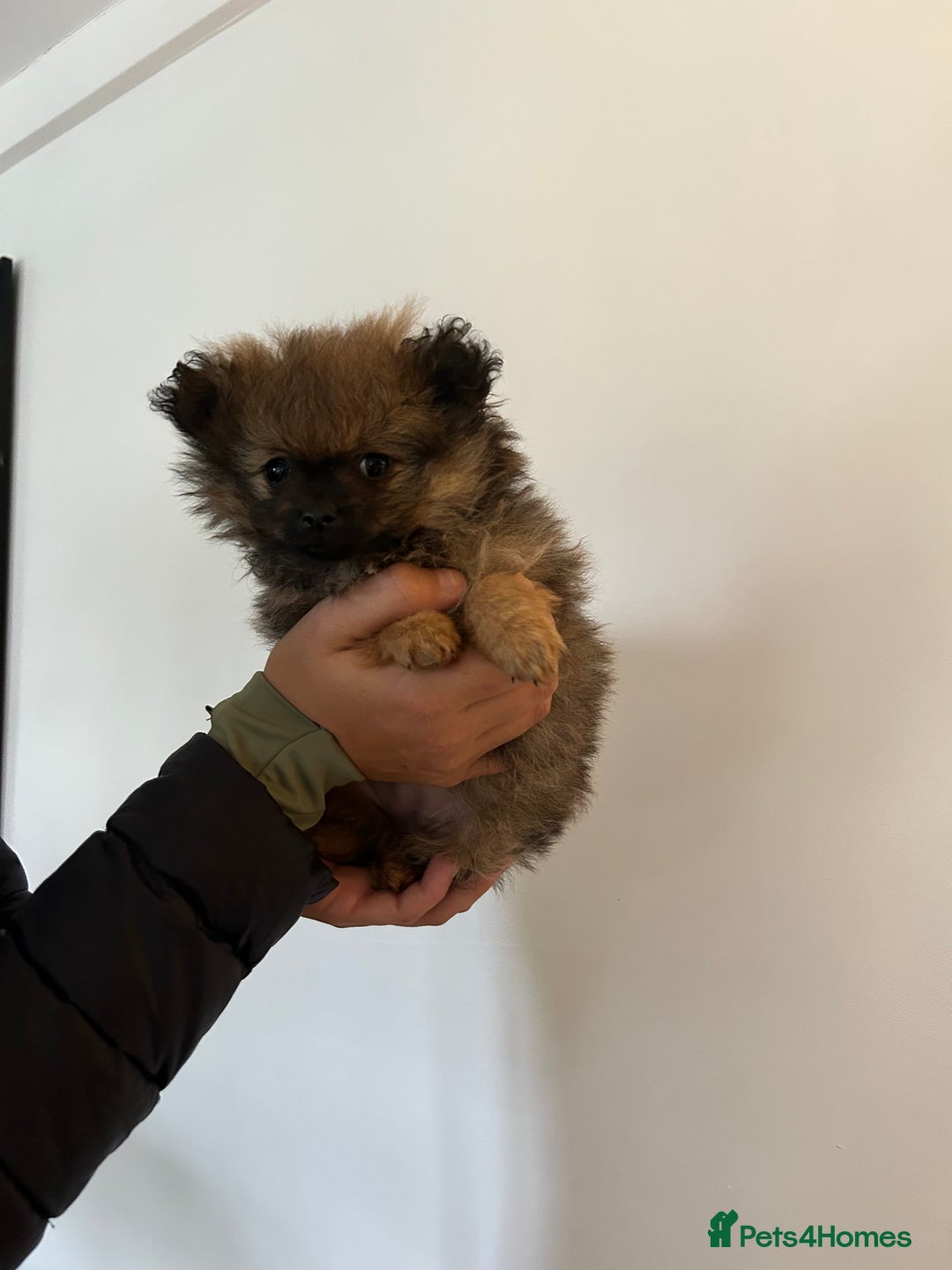 Pomeranian dogs for sale: Full Pomerianians X Small Breed - Image 8