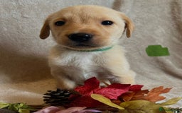 Labrador Retriever dogs for sale: 3 Beautiful female Labradors ready to leave❤️ - Image 11