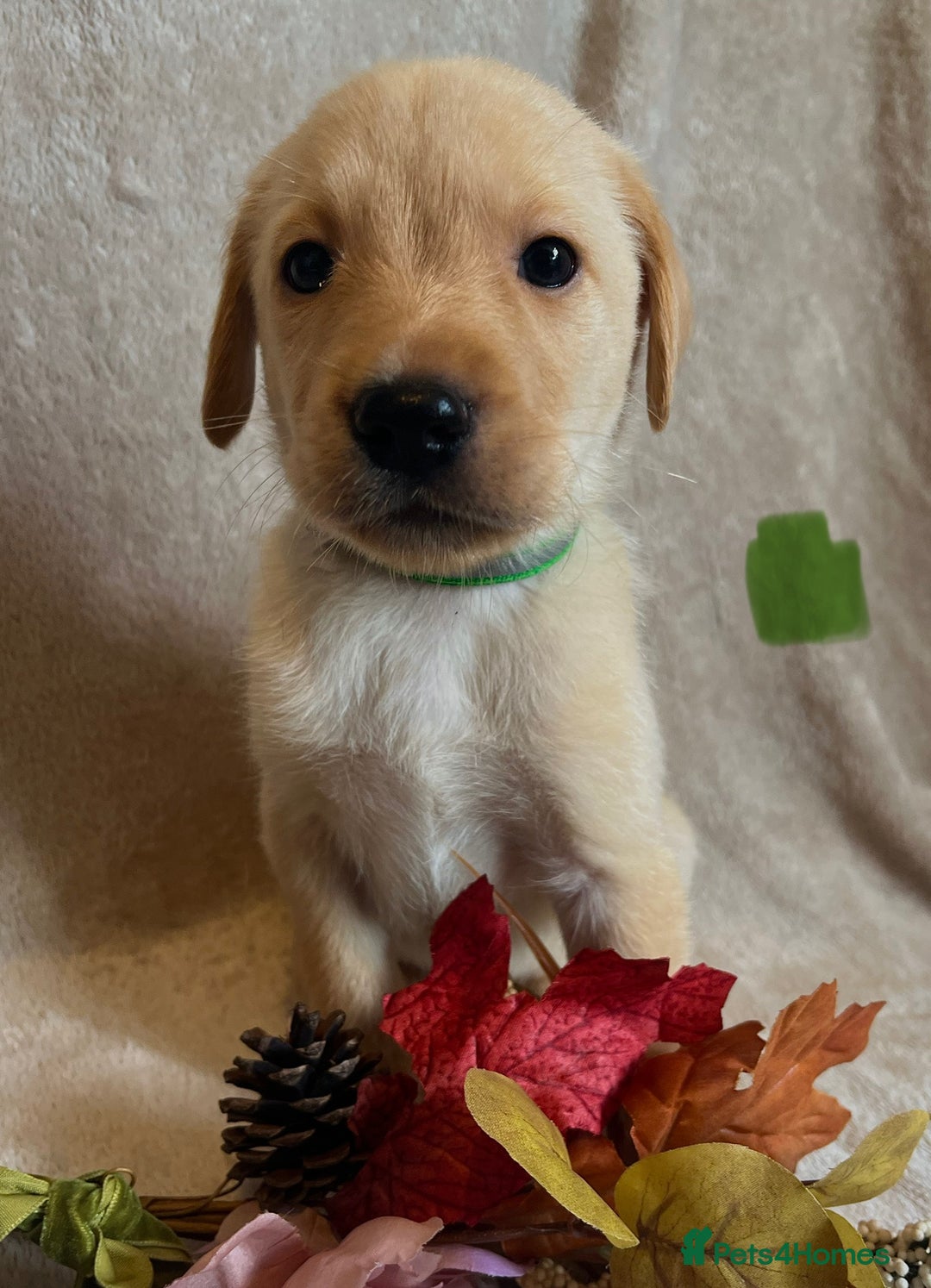 Labrador Retriever dogs for sale: 3 Beautiful female Labradors ready to leave❤️ - Image 11