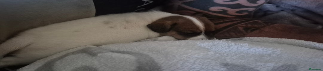 Jack Russell Puppy 3