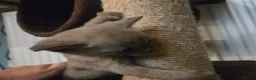 Burmese cats for sale: Outstanding Pedigree Burmese Kittens,Vet checked - Advert 10