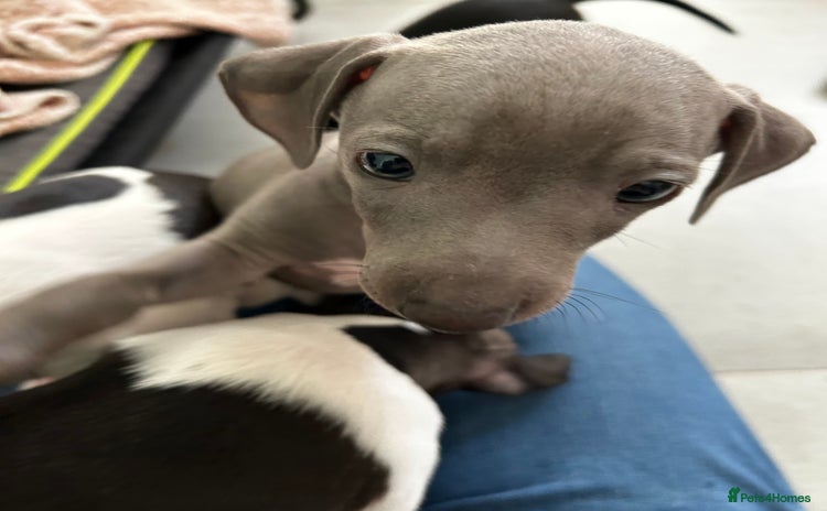 Italian Greyhound dogs - Advert 3