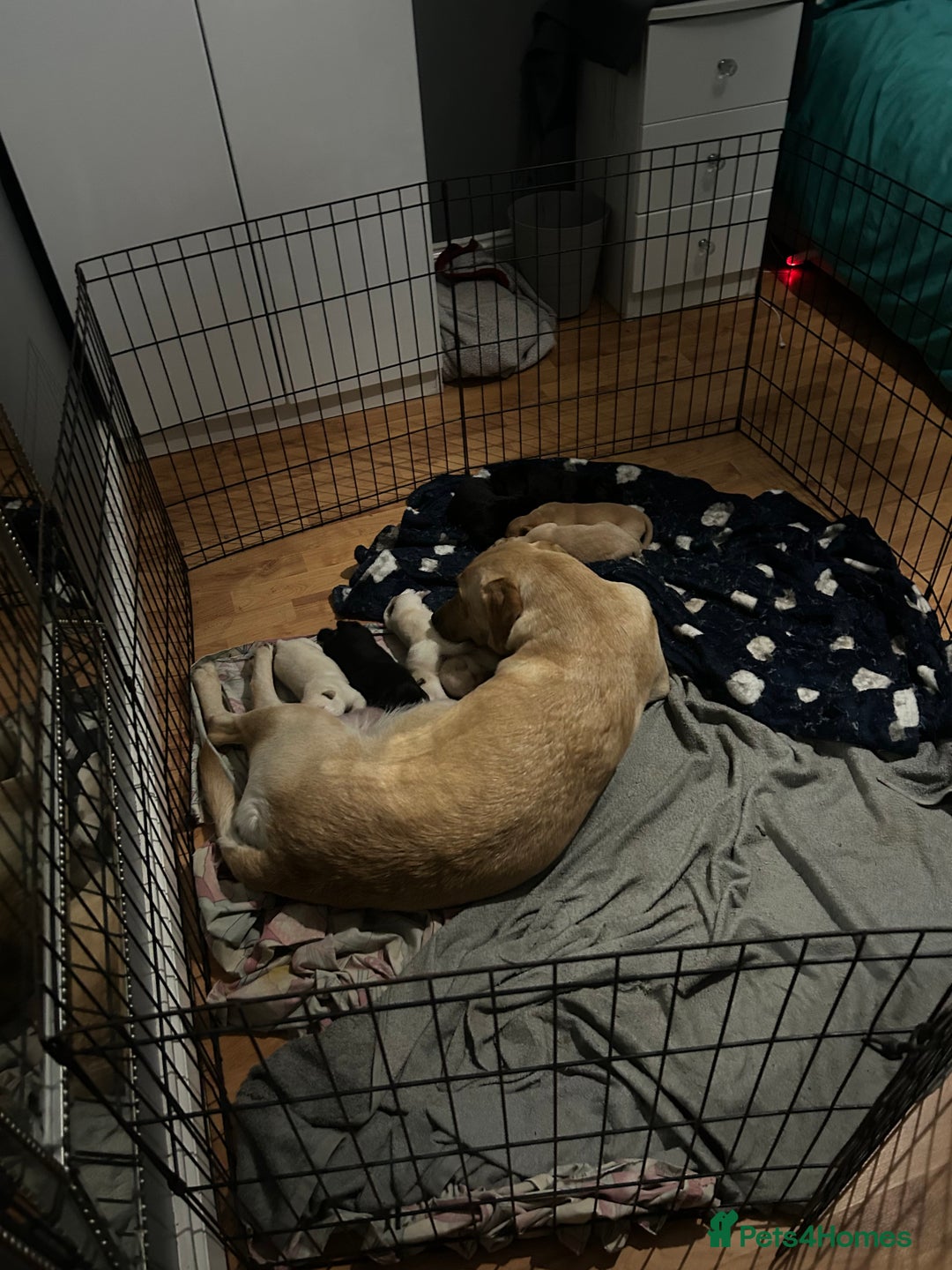 Labrador Retriever dogs for sale: 8 Labrador puppies for sale 🤍 - Advert 29