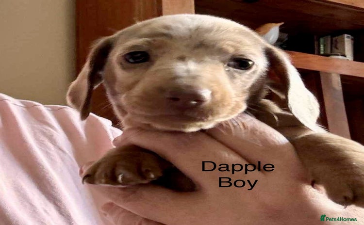 Miniature Dachshund dogs - Advert 12