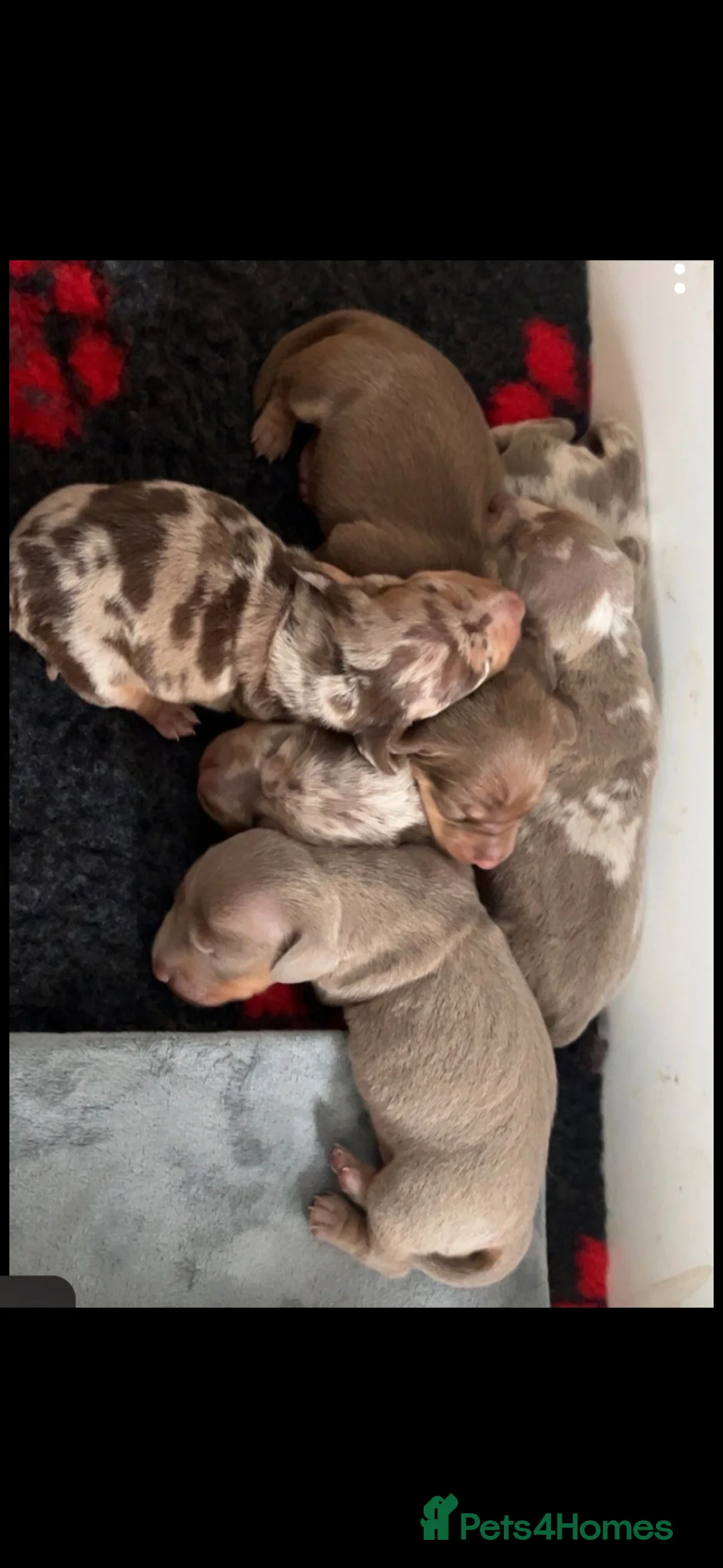 Miniature Dachshund dogs for sale: 14 week old miniature dachshund - Advert 5