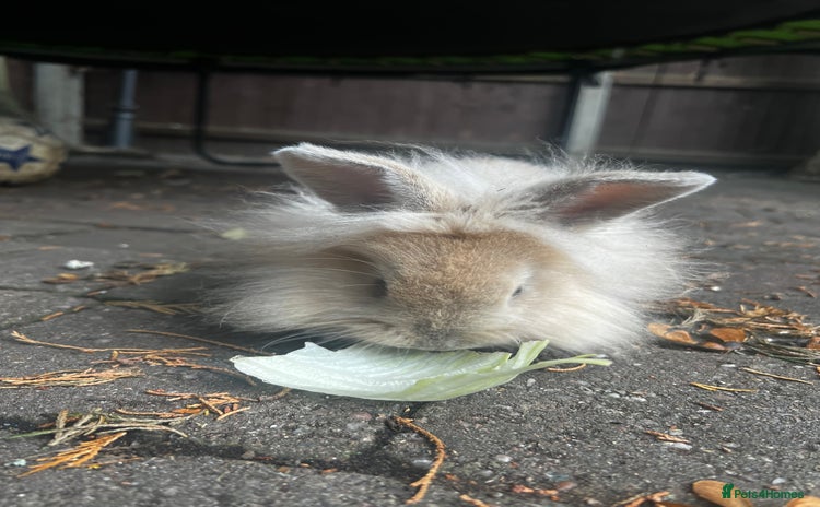 Lionhead rabbits - Advert 8