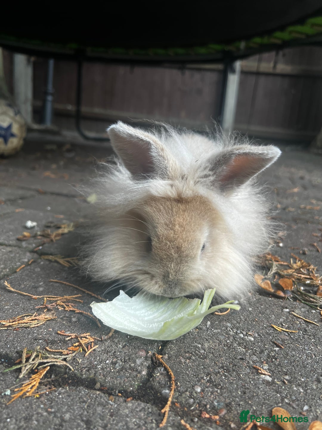 Lionhead rabbits for sale: Gorgeous Lionhead Rabbits Looking for Loving Homes - Image 1