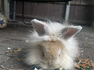 Lionhead rabbits - Advert 19