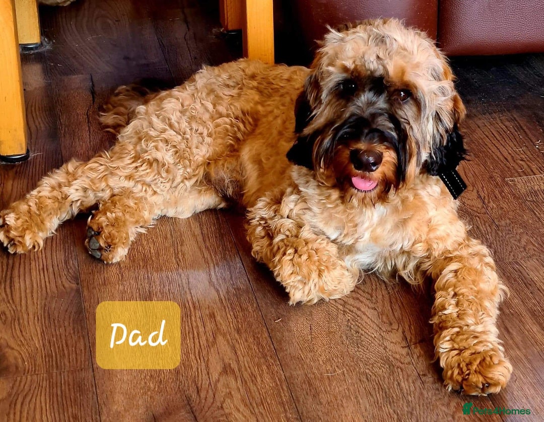 Cockapoo dogs for sale: 9 Beautiful Cockapoo Puppies For Sale - Image 15