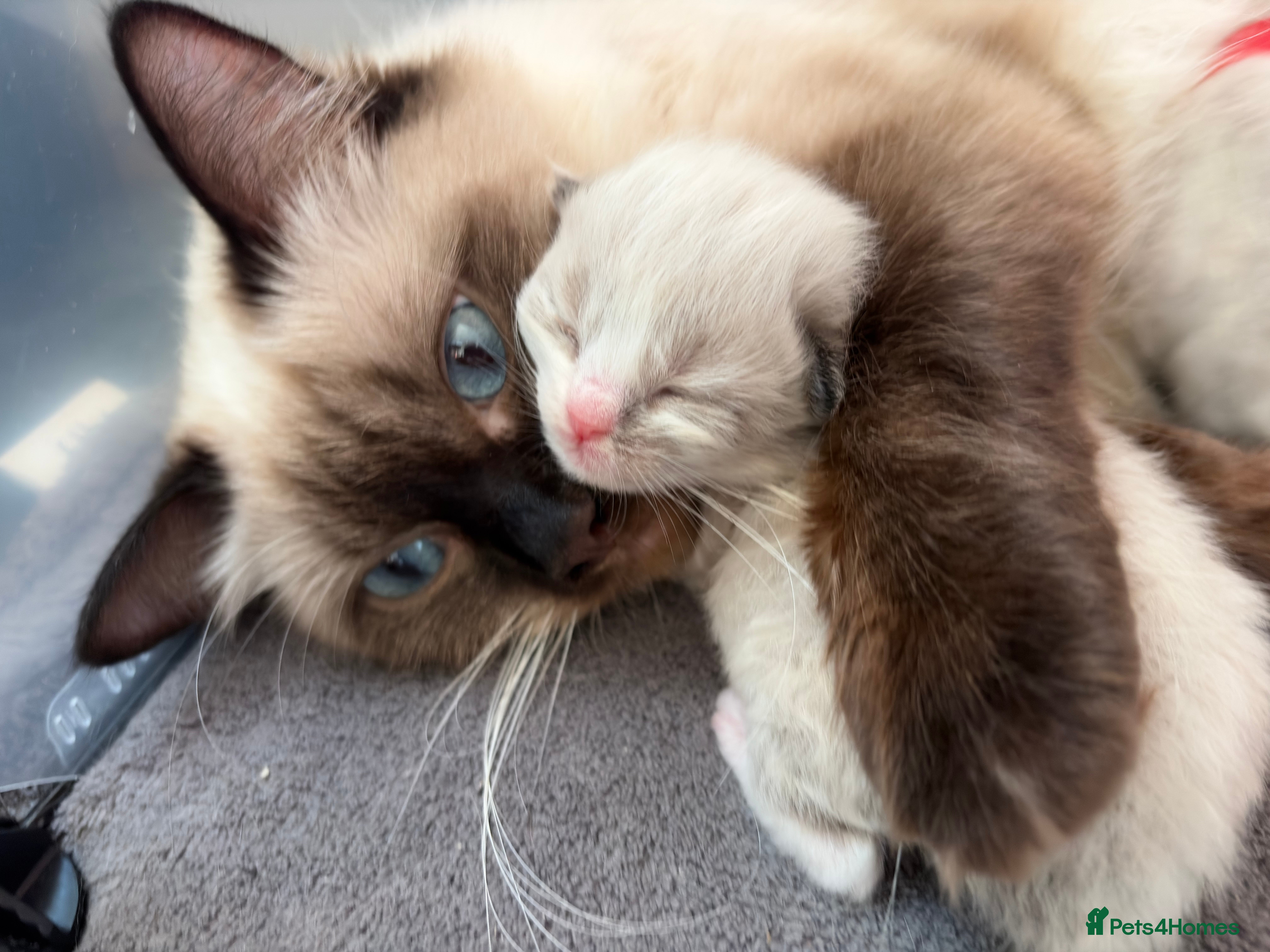 Ragdoll cats Beautiful Ragdoll-type kittens  - Advert 14