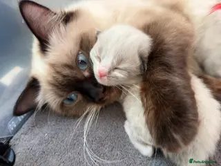 Ragdoll cats Beautiful Ragdoll-type kittens - Advert 14