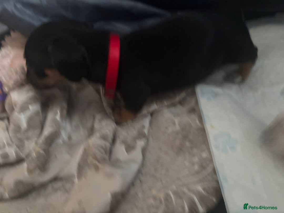 Dachshund dogs for sale: Dachshund puppies  - Advert 3