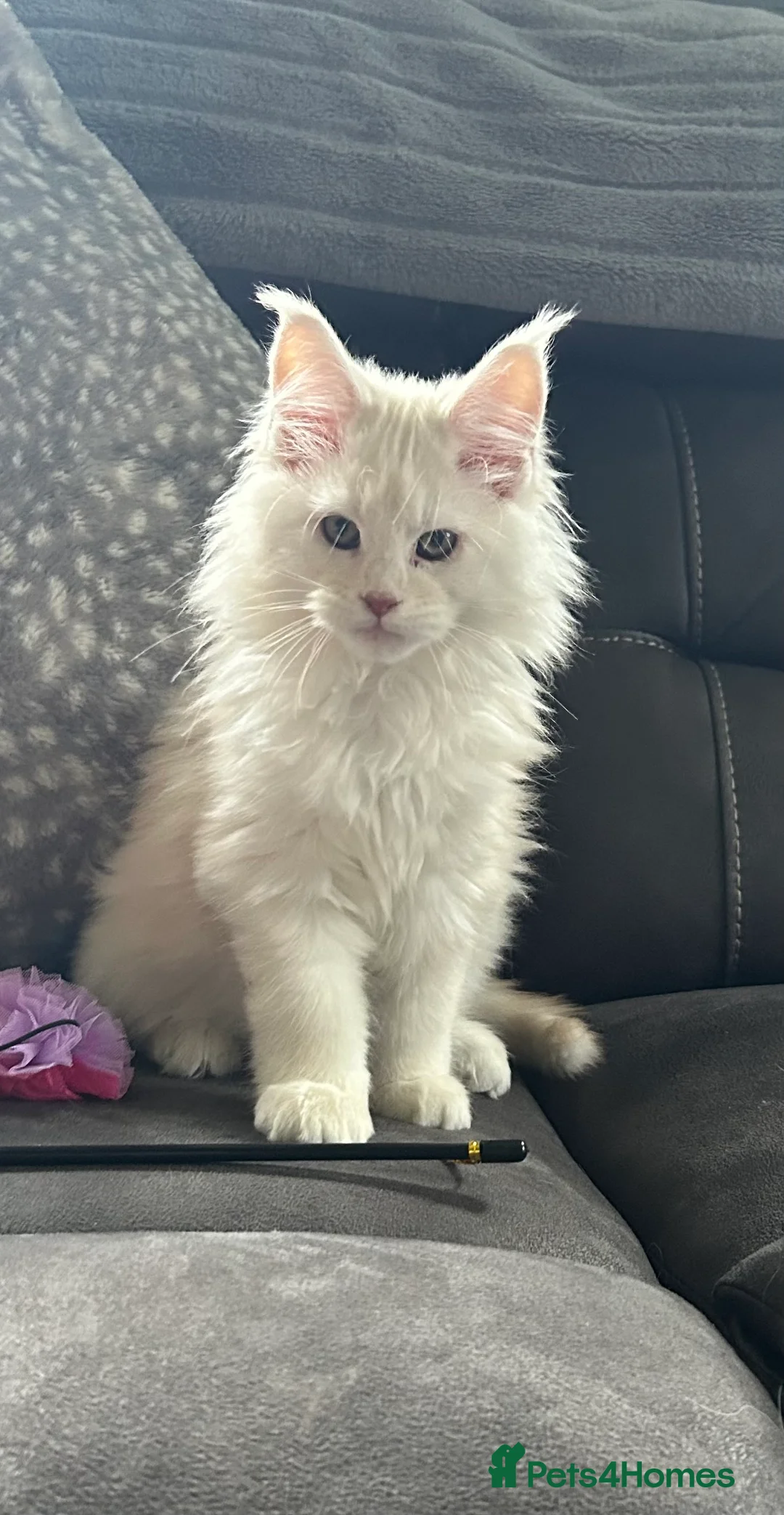 Maine Coon cats for sale: Tica registered male kittens  - Advert 17