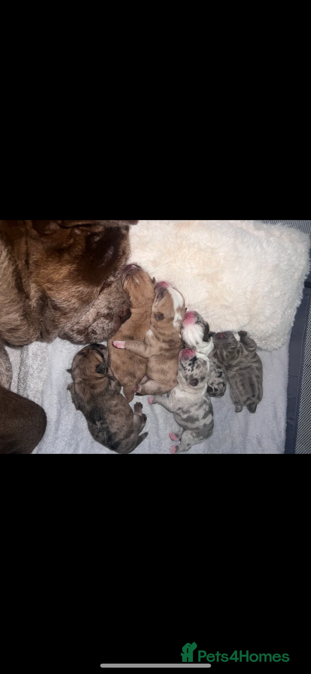Mixed Breed dogs for sale: Chow Chow × Puppies  - Advert 2