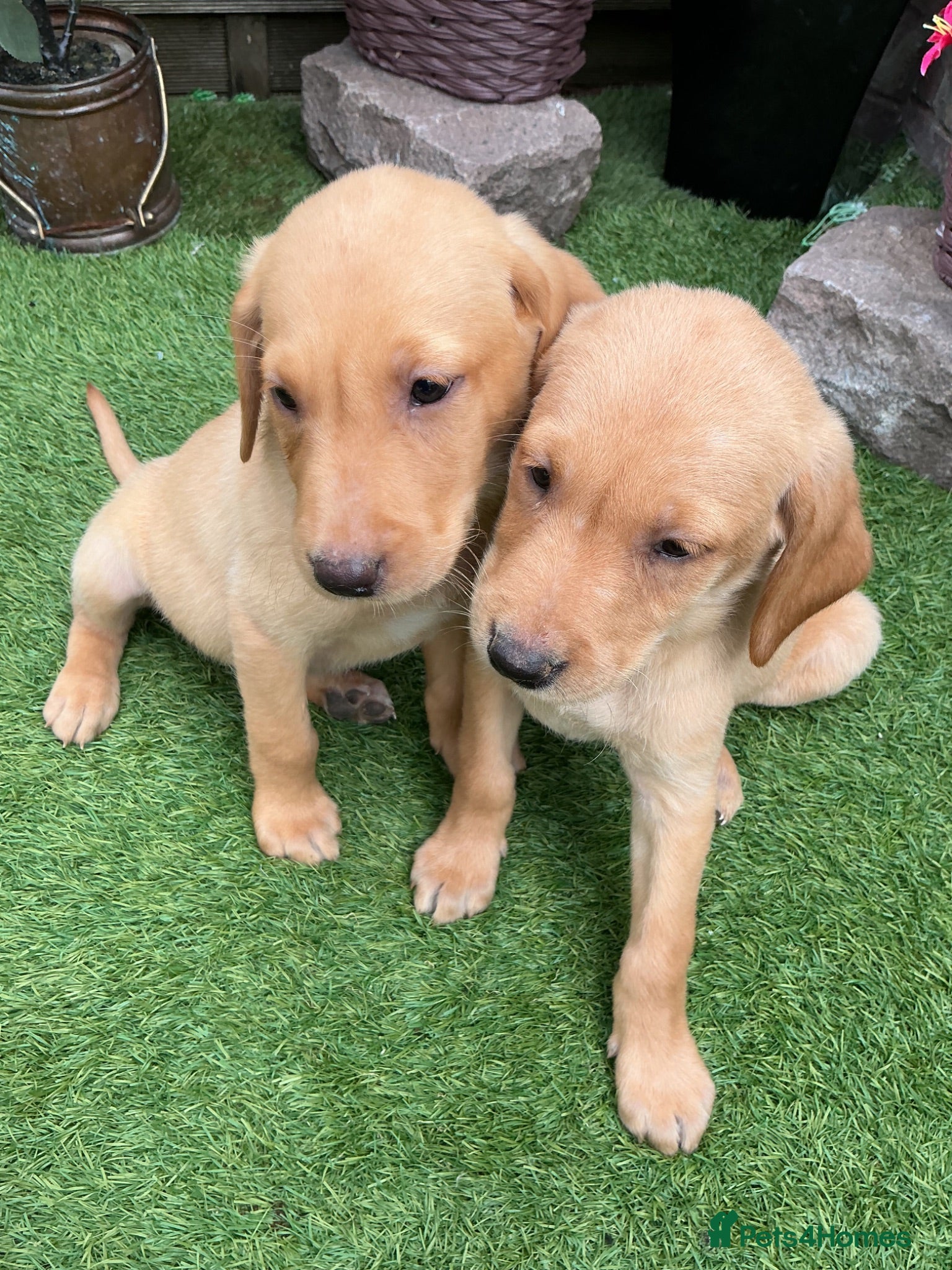 Labrador Retriever dogs Fox Red labrador - Advert 2