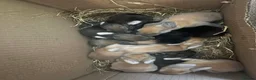 Continental Giant rabbits for sale:  Continental giant babies  in Newcastle upon Tyne - Advert 2