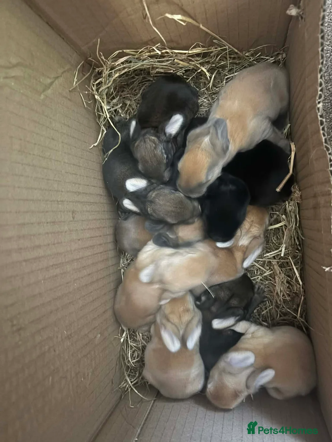 Continental Giant rabbits for sale:  Continental giant babies  in Newcastle upon Tyne - Advert 2