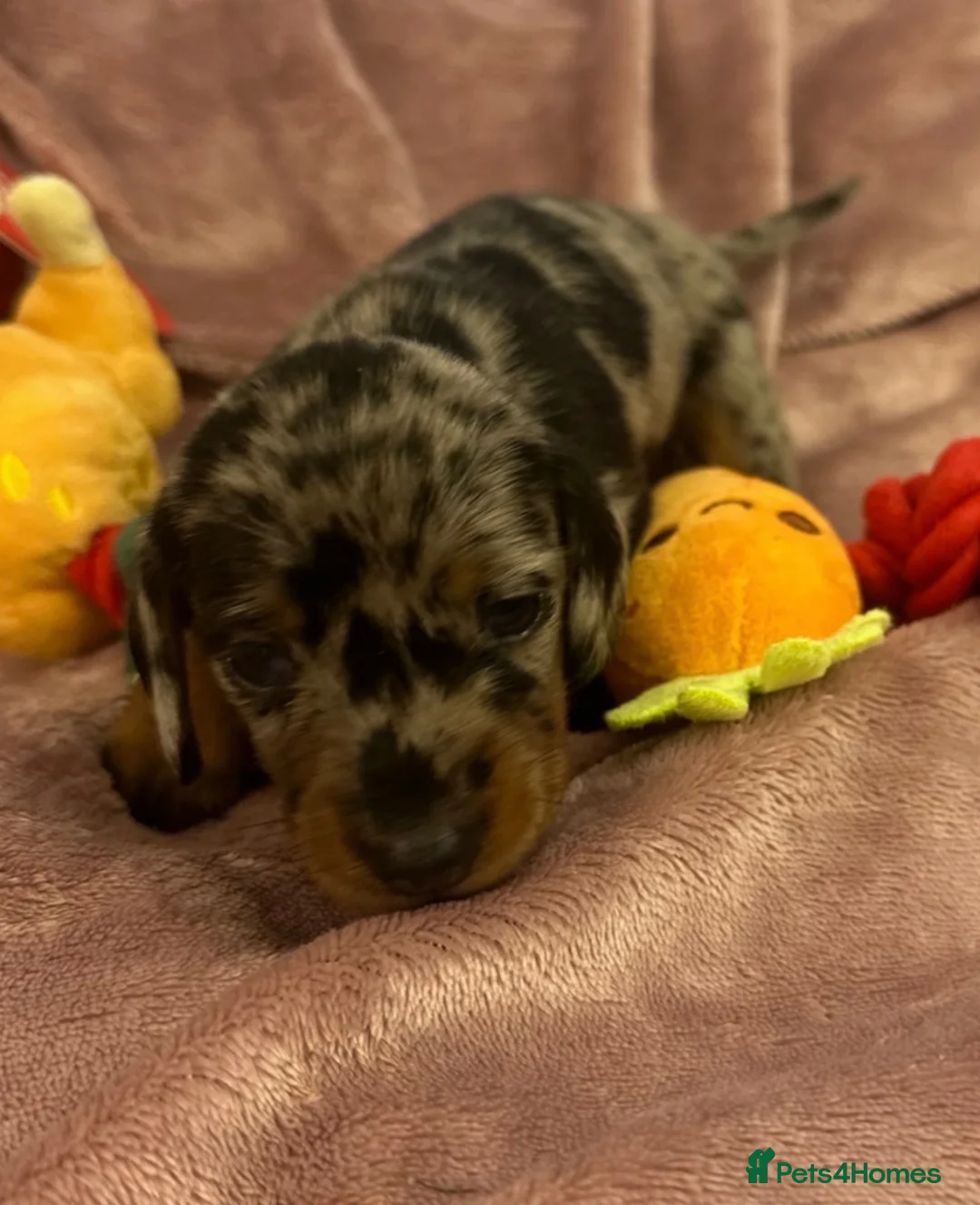 Miniature Dachshund dogs for sale: Miniature dashchunds - Advert 2