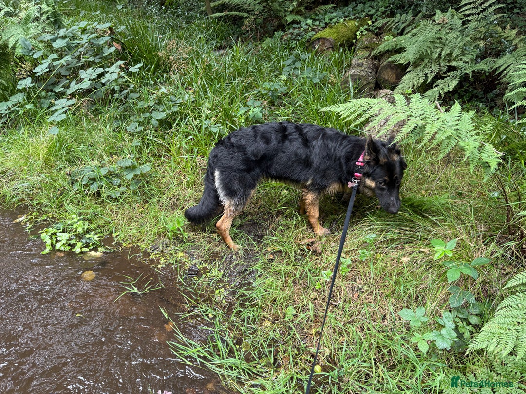 German Shepherd dogs for sale: German Shepherd Dog for sale - Female - Image 4