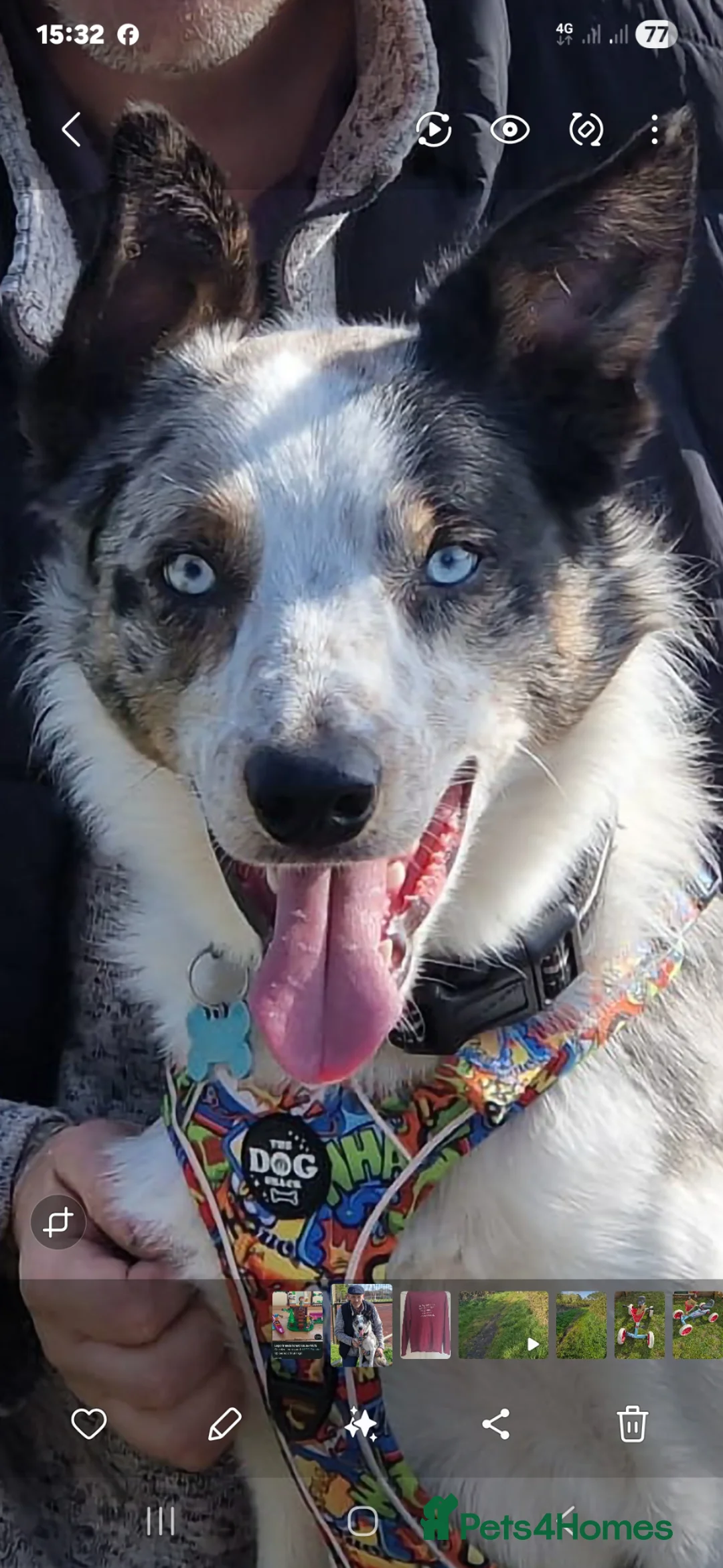 Welsh Collie dogs for sale: Marvellous Merlin please read carefully - Advert 2